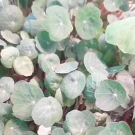 Микрозелень настурции